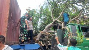 Personil Polsek Balaraja melakukan Evakuasi Pohon Tumbang di Sukamurni Balaraja.