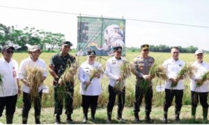 Capai Target Optimal, Bupati dan Wakil Bupati Tangerang Ikut Panen Padi Serentak di 14 Provinsi