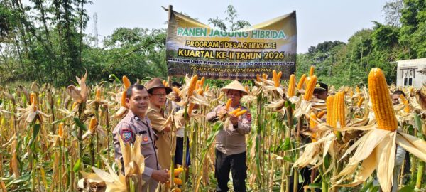 Wakapolsek Cikupa Hadiri Panen Jagung Program 1 Desa 2 Hektar di Pasir Jaya, Perkuat Ketahanan Pangan Nasional